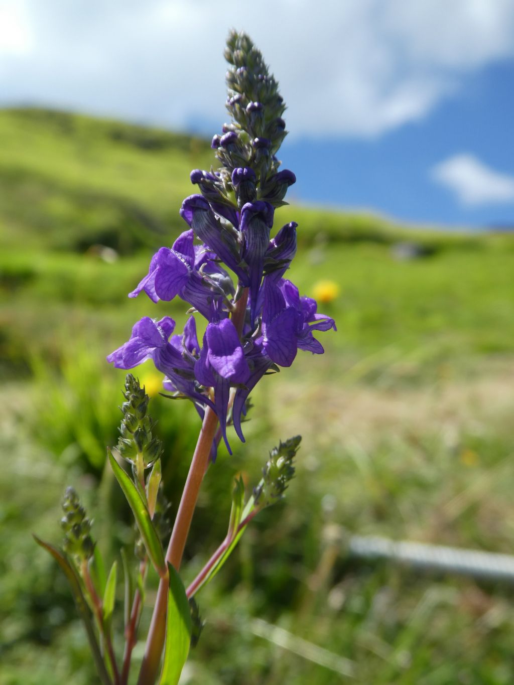 Linaria purpurea / Linajola purpurea